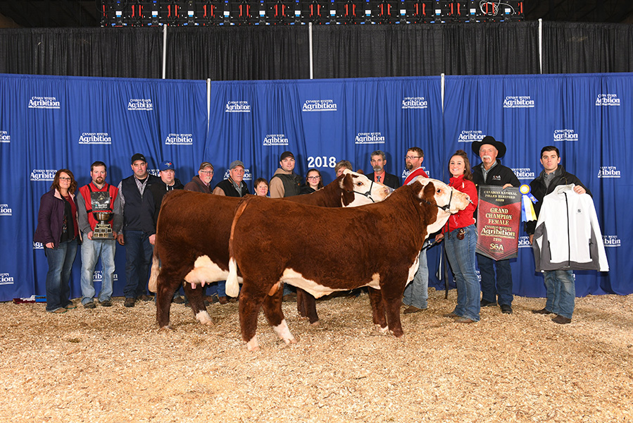 Hereford cow